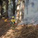 Illustration for article titled Ask An Expert All Your Questions About Wildfires